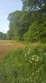 Scenic view of trees growing on field against sky