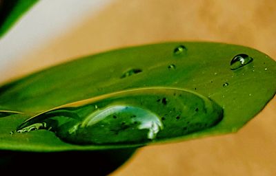 Close-up of insect on leaf