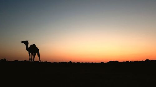 Silhouette horse on field against sky during sunset