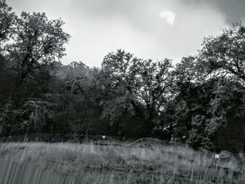 Trees on landscape against sky