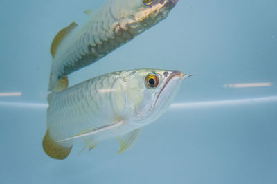 Close-up of fish swimming in water