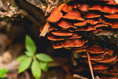 Close-up of mushrooms growing on tree