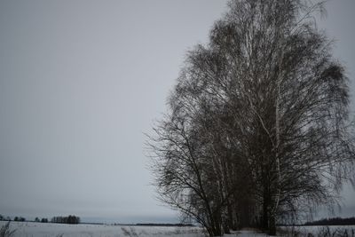 Tree against clear sky