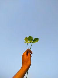 Low angle view of hand holding plant against clear sky