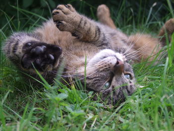 High angle view of cat relaxing on field