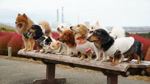 Dogs sitting on bench
