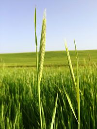Low angle view of wheat field