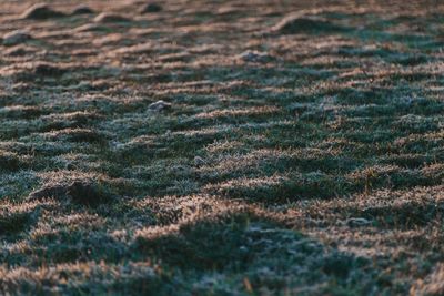 Full frame shot of grass on land