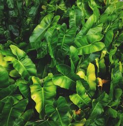 Close-up of green leaves