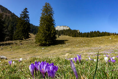 Purple crocus flowers growing on field against blue sky