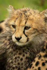 Close-up of wet cheetah cub looking left