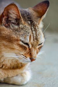 Close-up of a cat with eyes closed