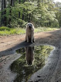 View of lion in the forest