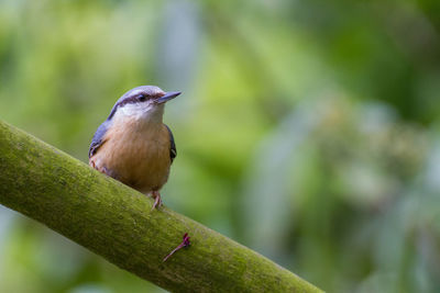 Close-up of bird perching on leaf