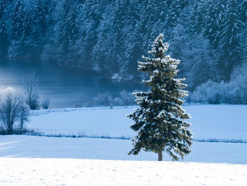 Tree on snow covered landscape against sky