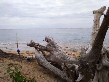 Driftwood on beach by sea against sky