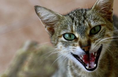 Close-up portrait of a cat