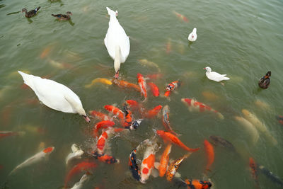 High angle view of ducks swimming in lake