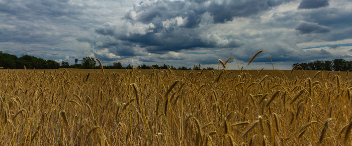 Scenic view of agricultural field against sky