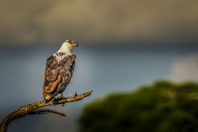 Close-up of bird perching on branch