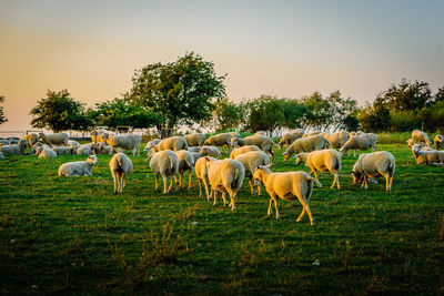 Sheep grazing on field