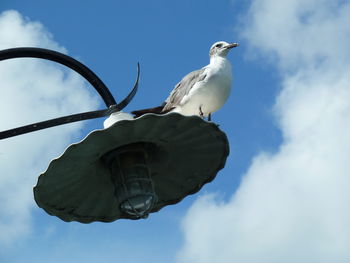 Low angle view of seagull perching on metal against sky
