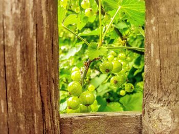 Close-up of grapes growing on plant