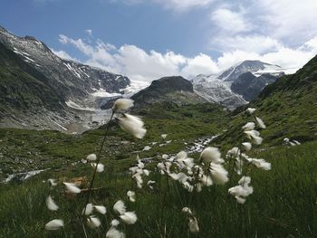 Flock of birds on mountain against sky