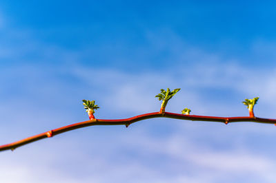 Low angle view of flowering plant against blue sky