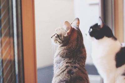 Cats looking through window