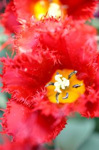 Macro shot of flower