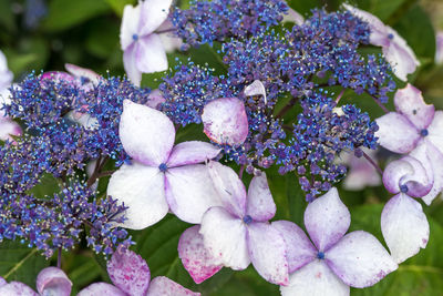 Close-up of purple hydrangea blooming outdoors