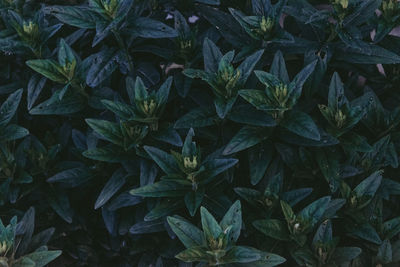 Full frame shot of plants