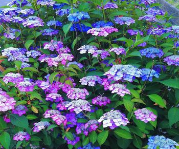 Close-up of purple flowering plants