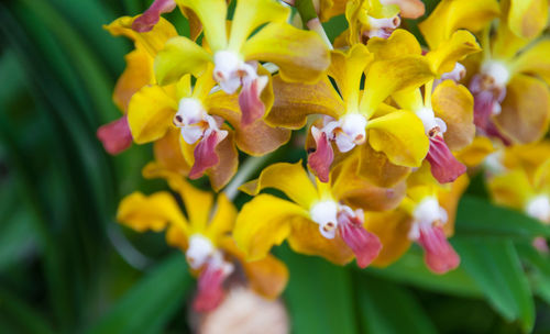 Close-up of yellow flowering plants