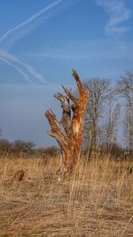 Dead tree on field against sky