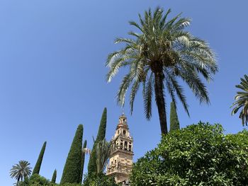 Low angle view of coconut palm trees against blue sky