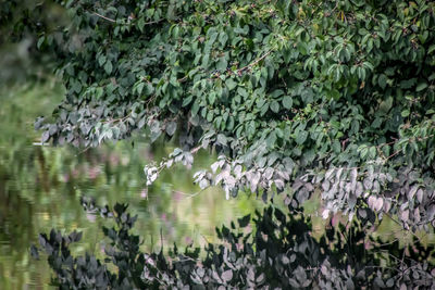 Plants growing by lake