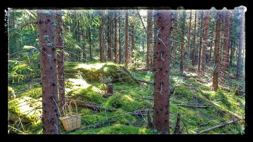 Trees in forest