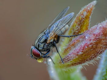 Close-up of fly on leaf