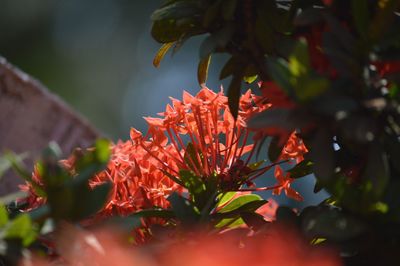 Close-up of red flowering plant