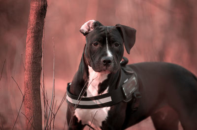 Portrait of dog looking at camera