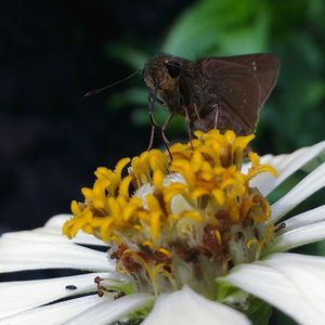 Close-up of bee pollinating on yellow flower