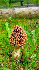 Close-up of mushroom growing on field