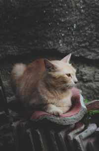 Close-up of cat sitting on wall