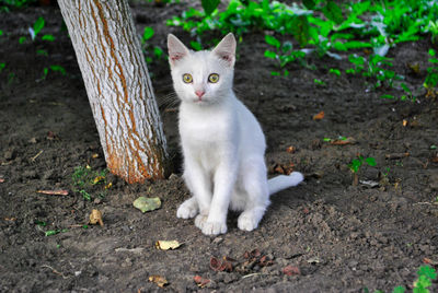 Portrait of cat sitting on field