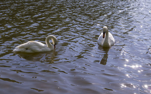 Swans swimming in lake