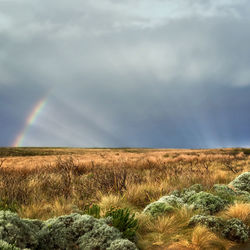 Scenic view of field against rainbow in sky