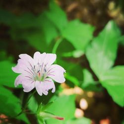 Close-up of white flowering plant