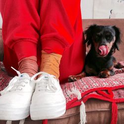 Close-up of a dog resting
